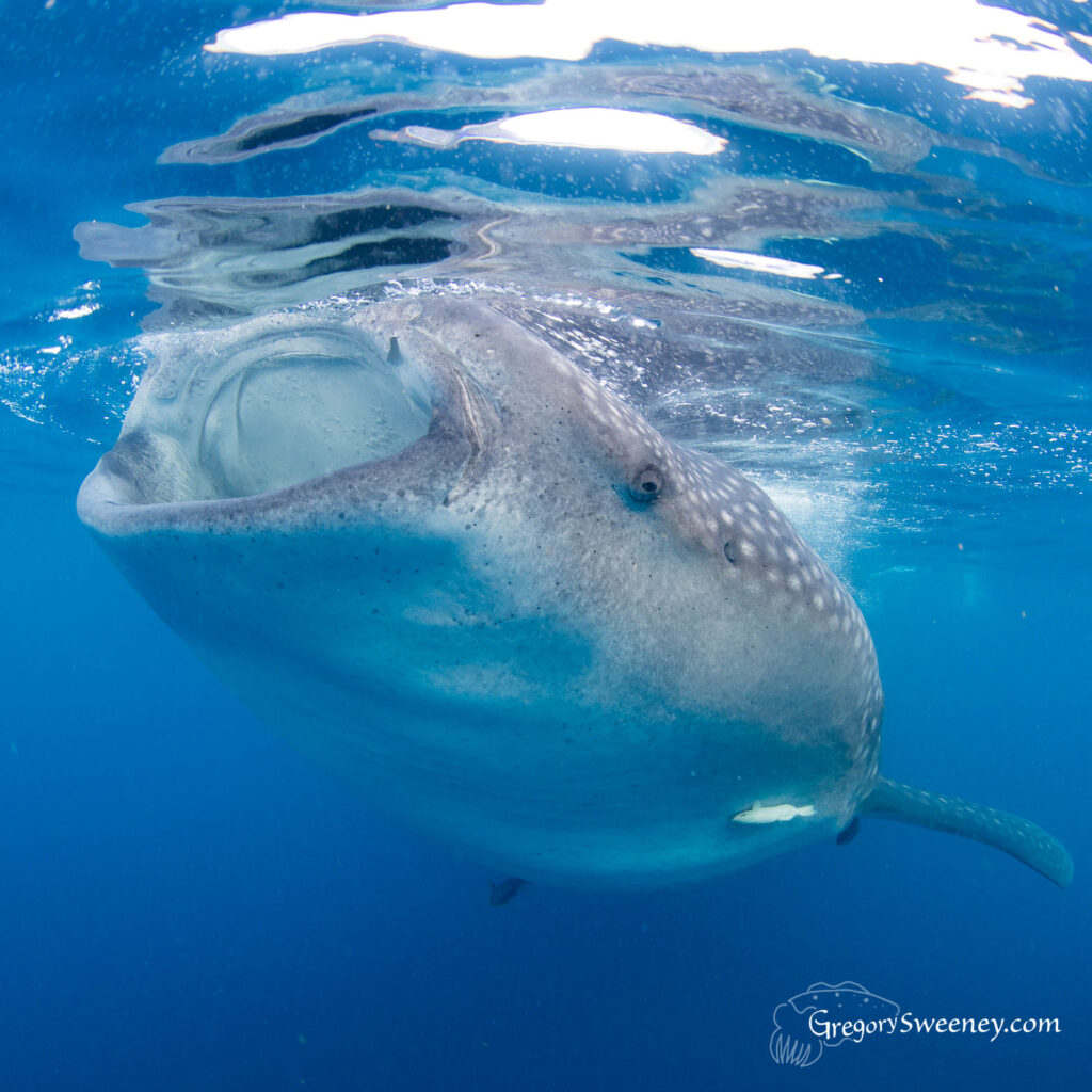 whale shark isla mujeres