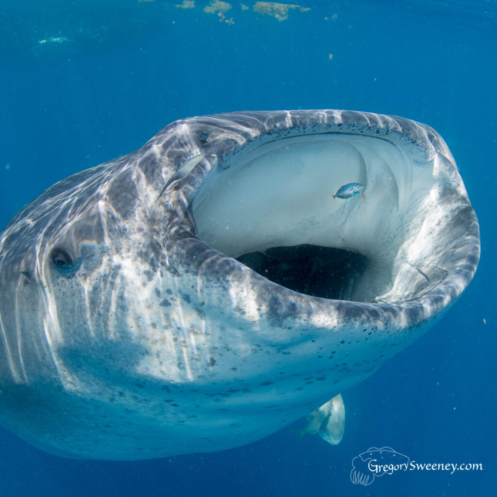 whale shark snorkel trip