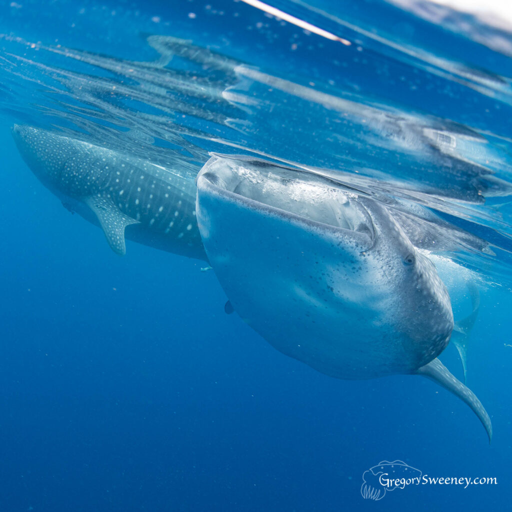 whale shark photography trip