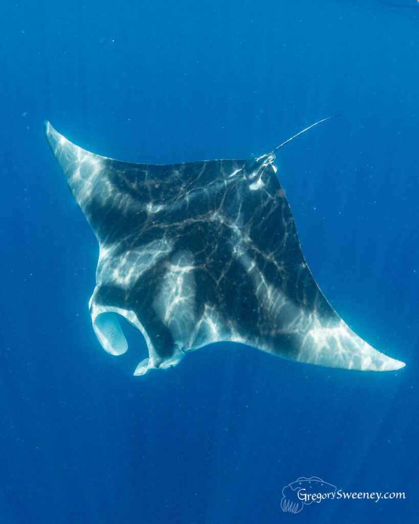manta ray dive trip