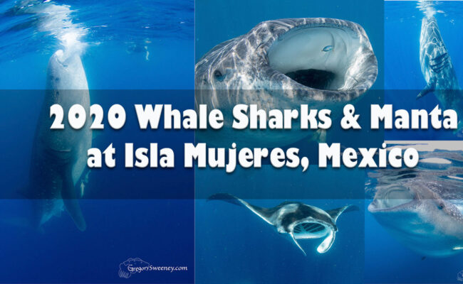 Whale Shark Snorkel Isla Mujeres