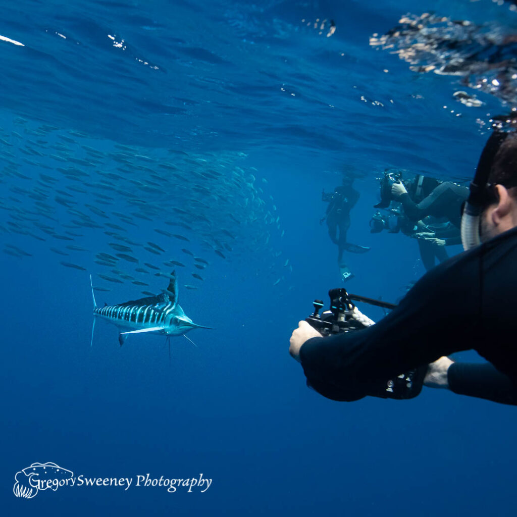 photograph Baja Mexico sardine run