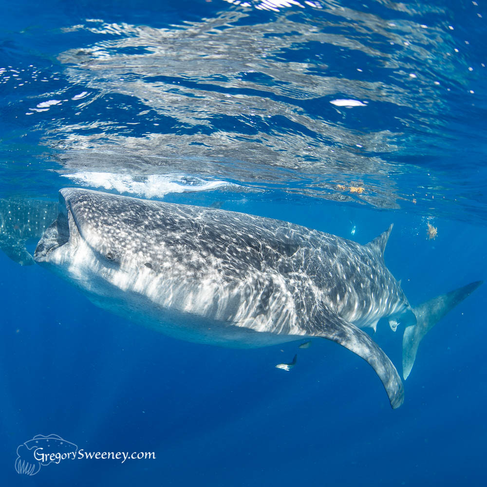swim with whale sharks Mexico