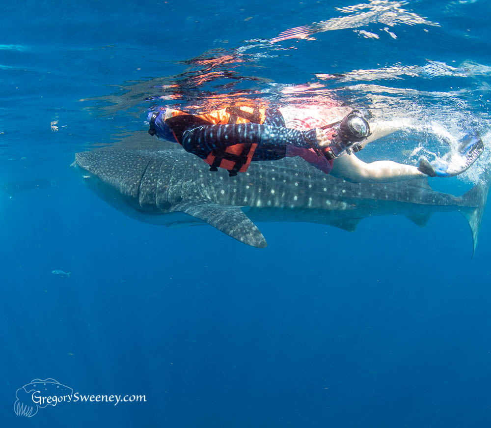 swim with whale sharks Mexico