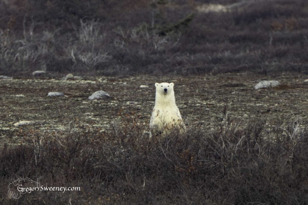 polar bear photography tour