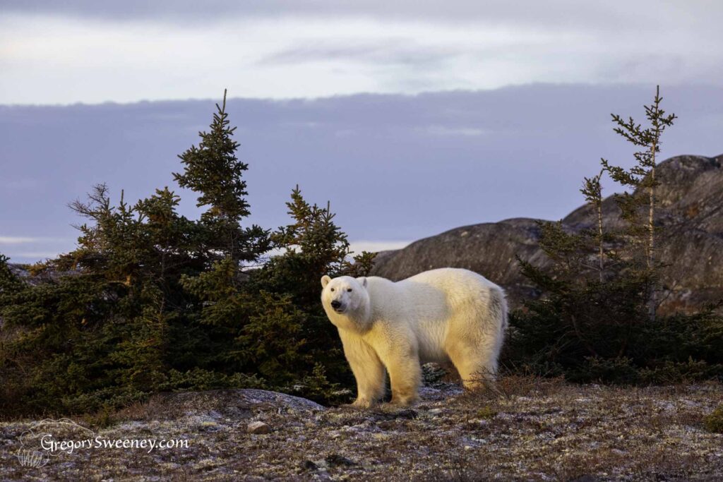 polar bear photography expedition