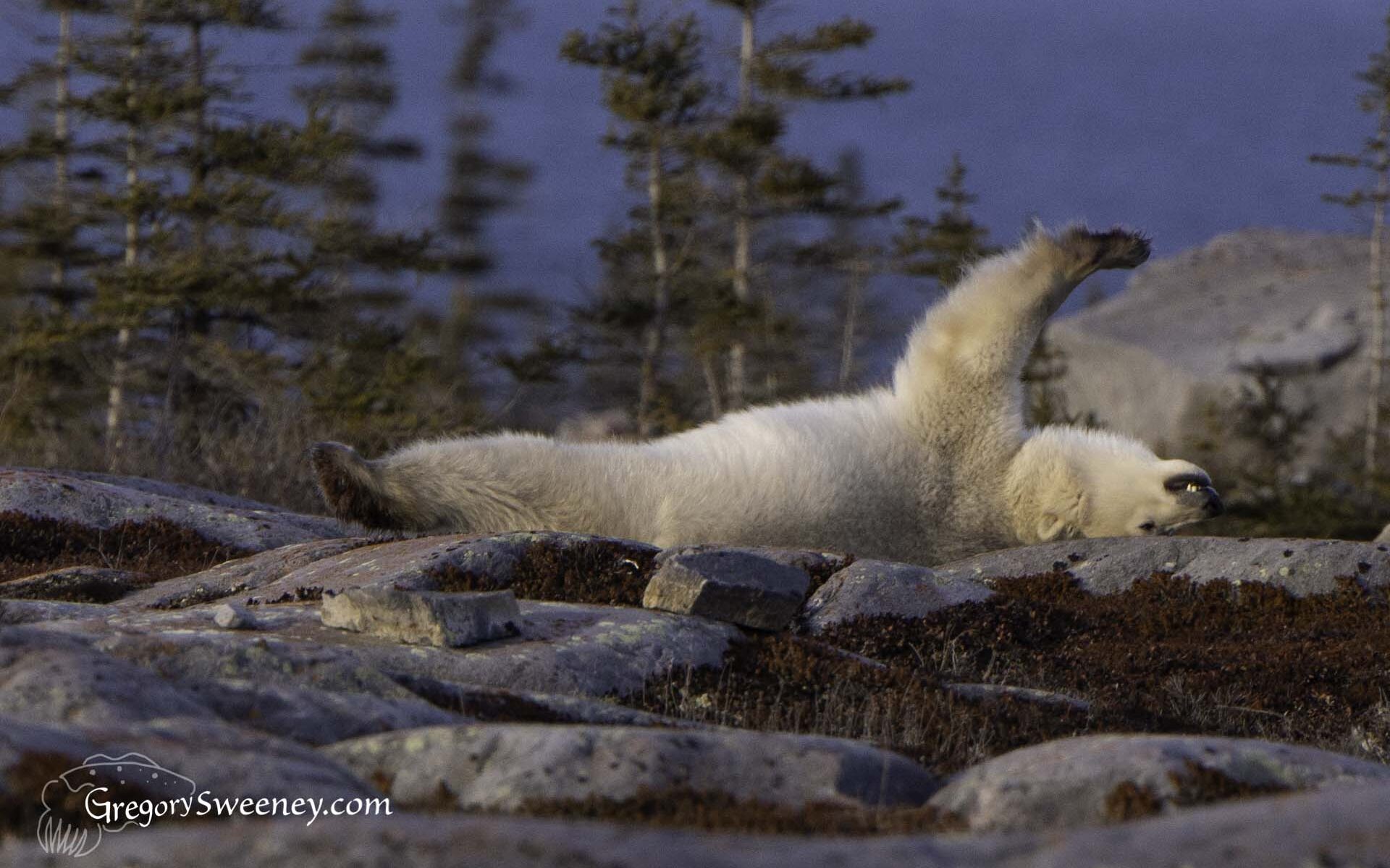 polar bear yoga