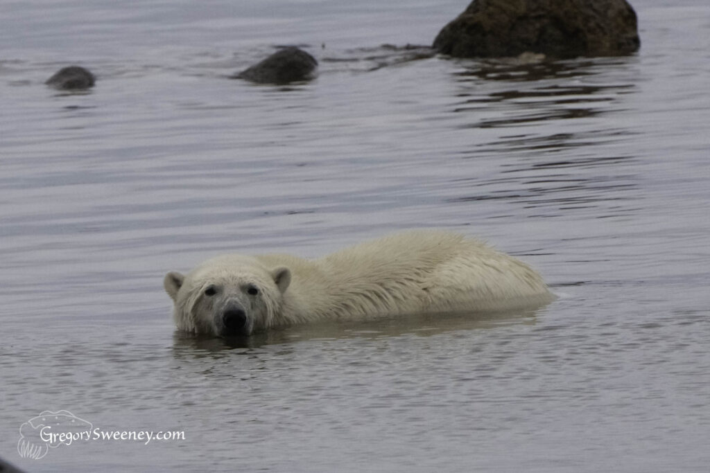 photography guide for churchill polar bears