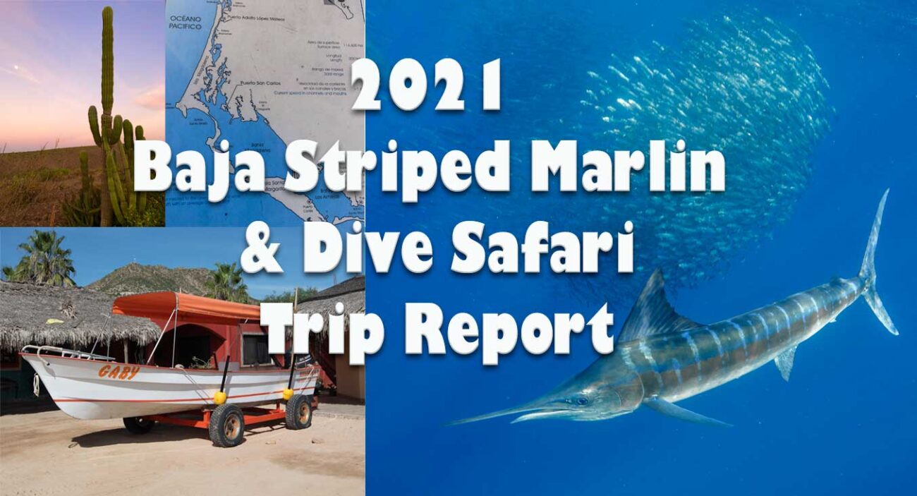 Baja Magdalena Bay Trip Report