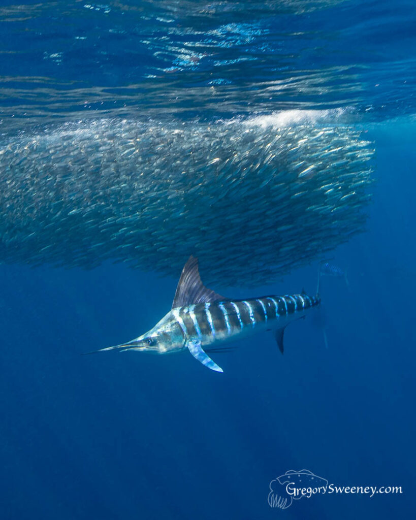 striped marlin and bait balls
