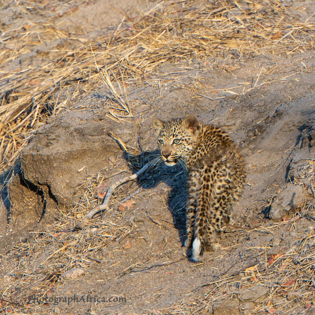 Safari with Leopards in Sabi Sands