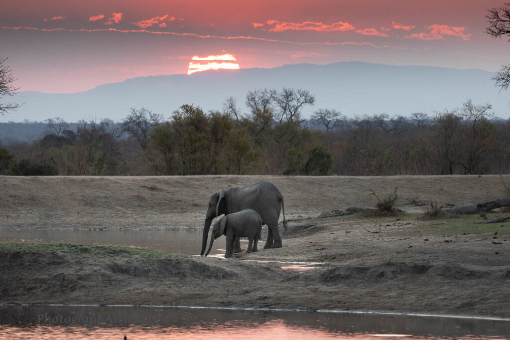 elephants at Kruger National Park safari