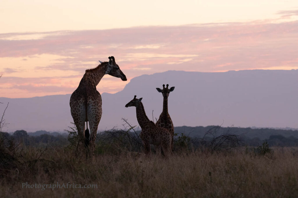South Africa safari with giraffes