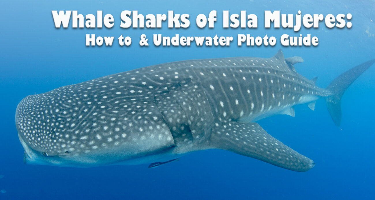 Swim with Whale Shark Article
