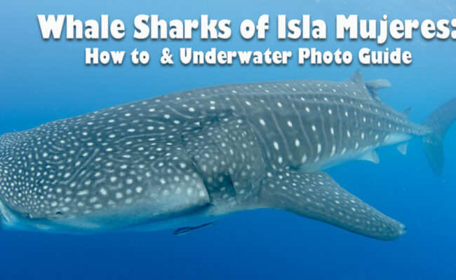 Swim with Whale Shark Article