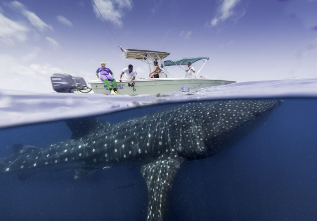 swimming with whale sharks in mexico
