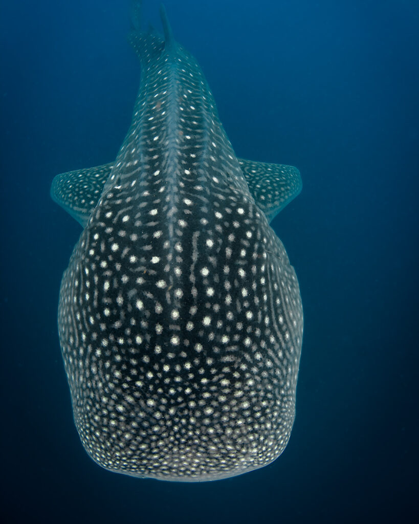Whale shark photography expedition