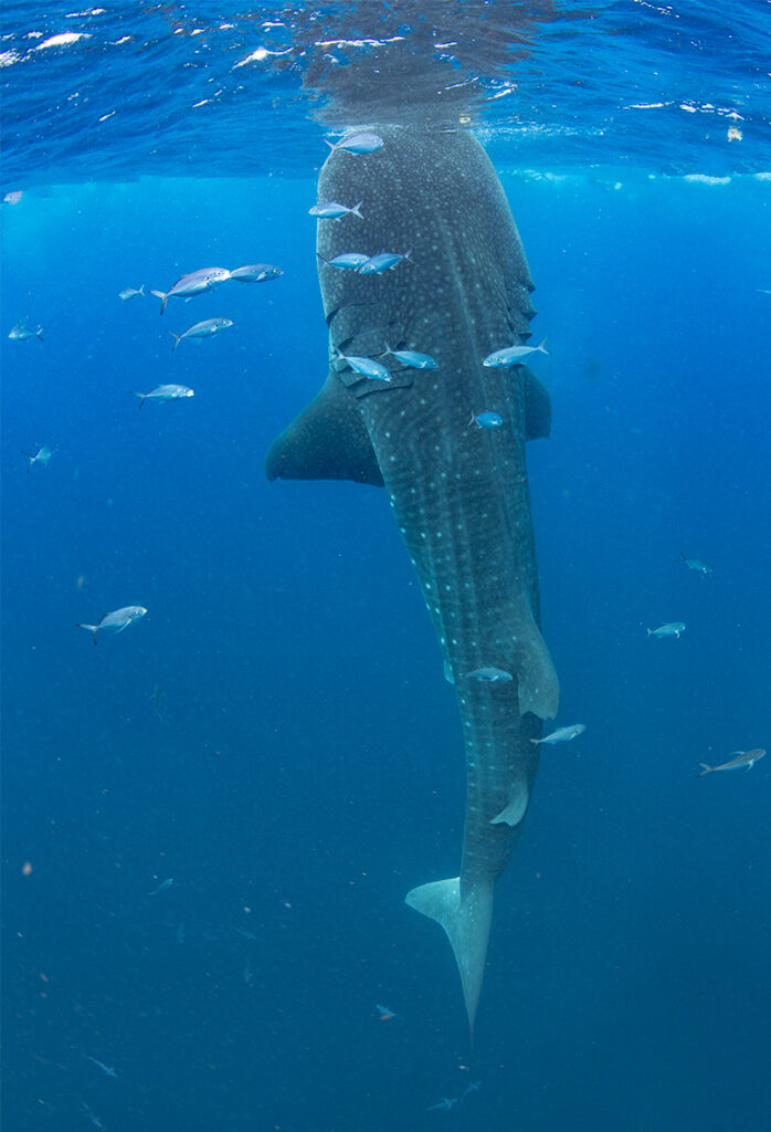 Swimming with Whale Sharks private eco tour
