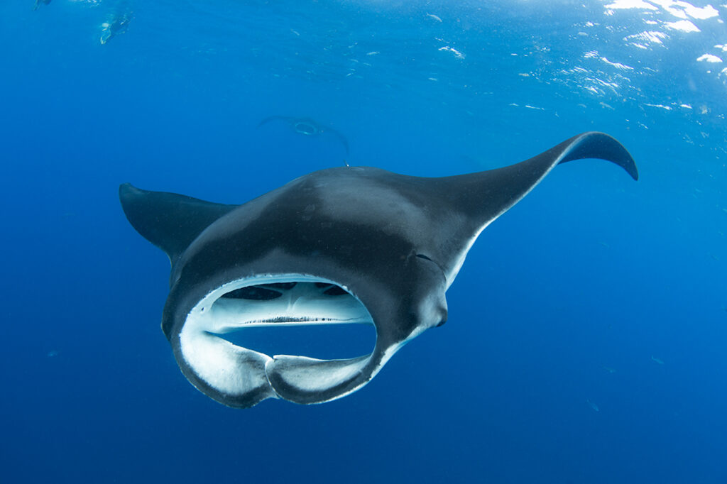 Snorkel with Giant Manta Ray
