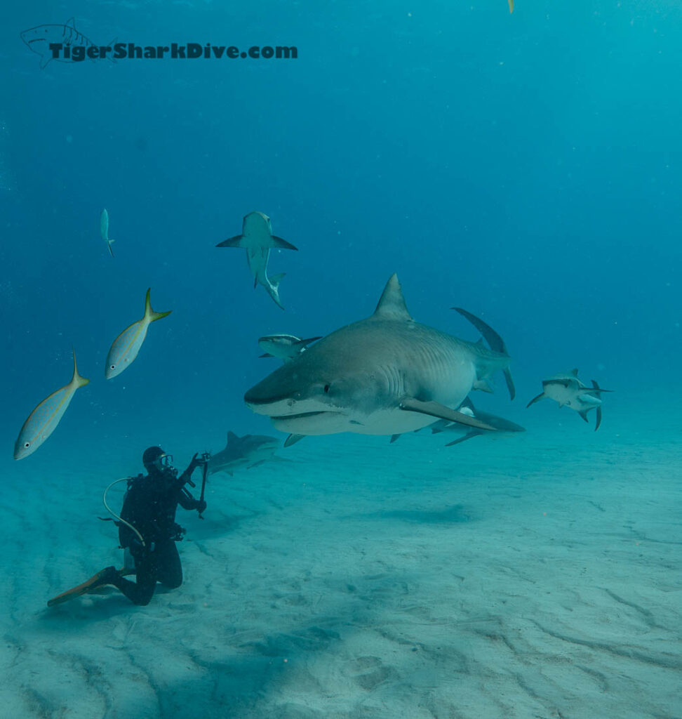 tiger shark dive bahamas