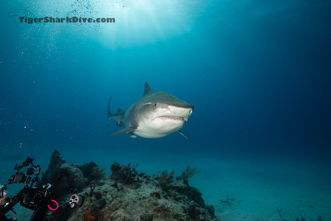 Diving with tiger sharks at Tiger Beach