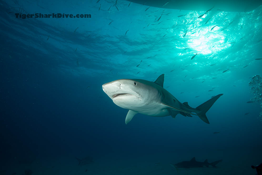 tiger shark dive