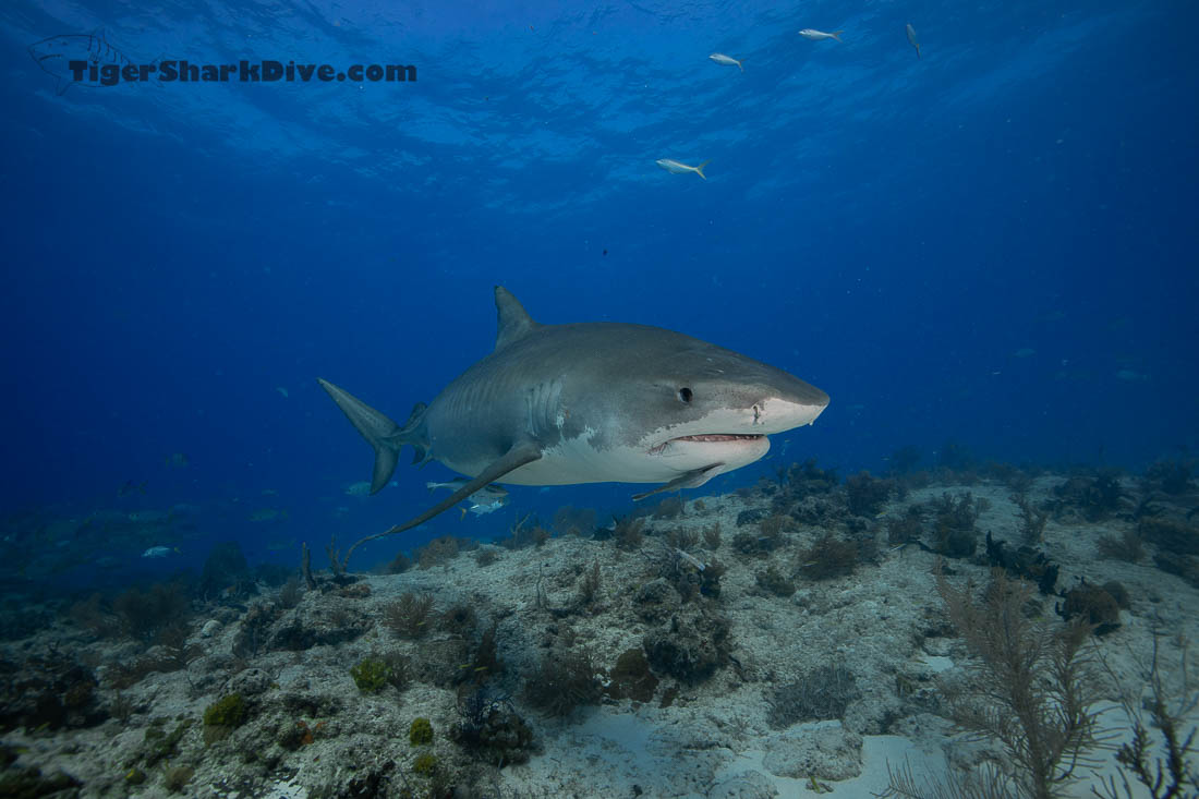 dive with tiger sharks