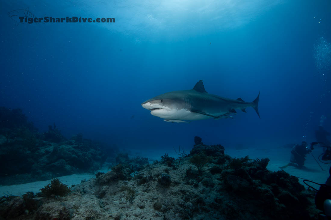 shark dive bahamas