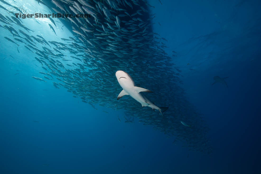 shark diving bahamas