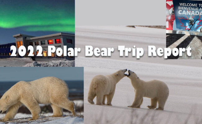 2022 Polar bear Churchill trip report