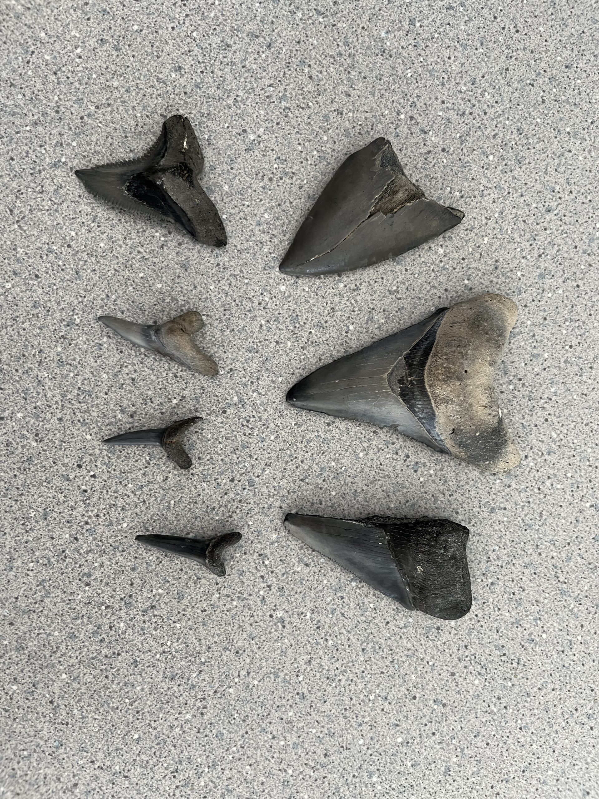 dive for fossil sharks teeth