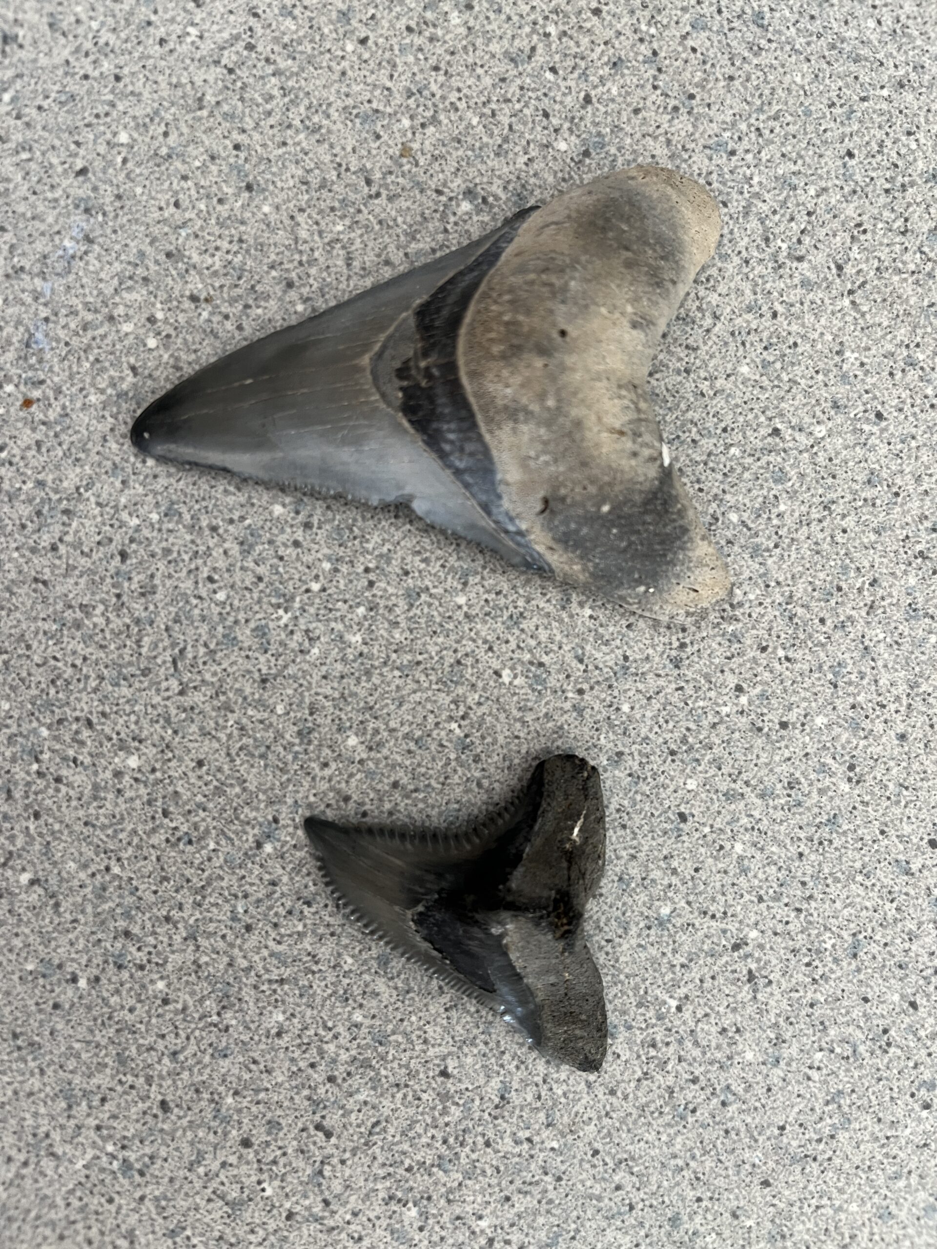 venice dive for megalodon teeth