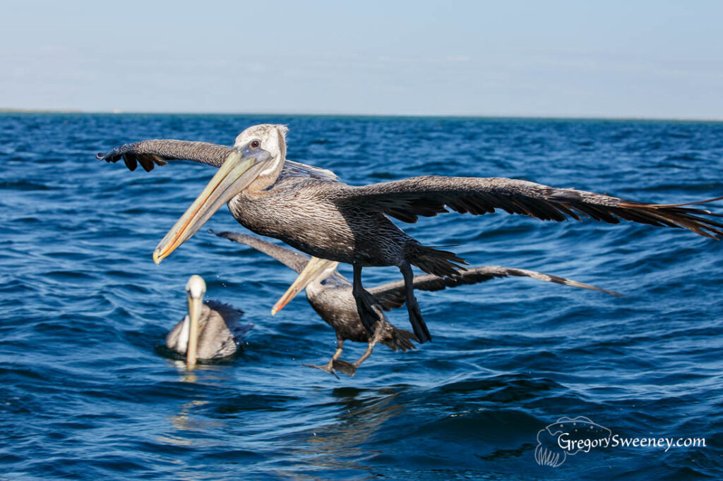 pelican Magdalena Bay