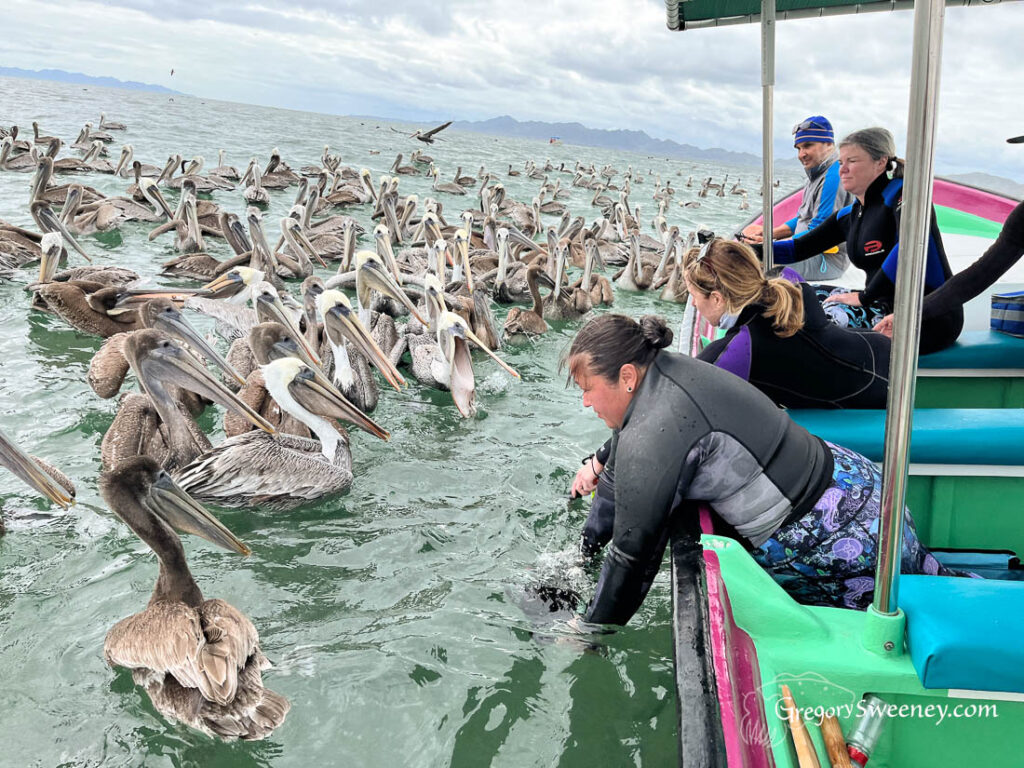 Pelican feeding at Mag Bay Baja Mexico