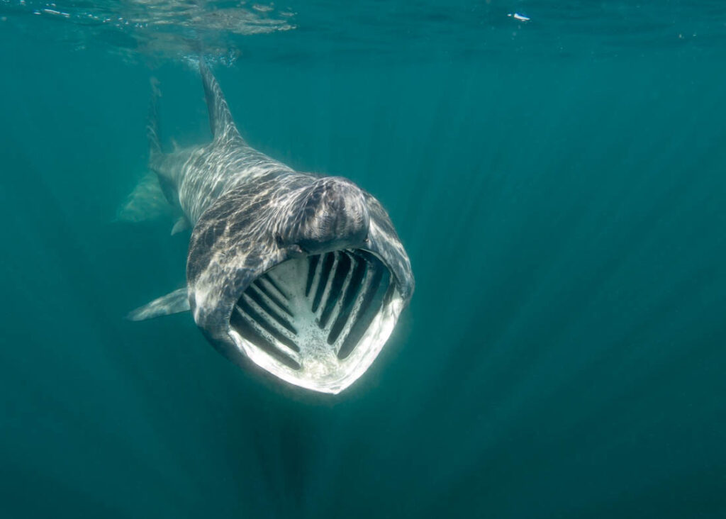 basking sharks underwater photography