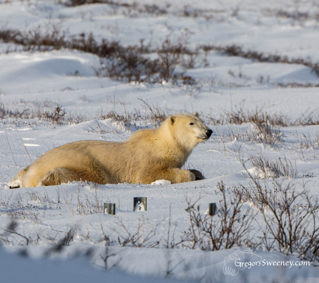 Polar Bears of Churchill Canada