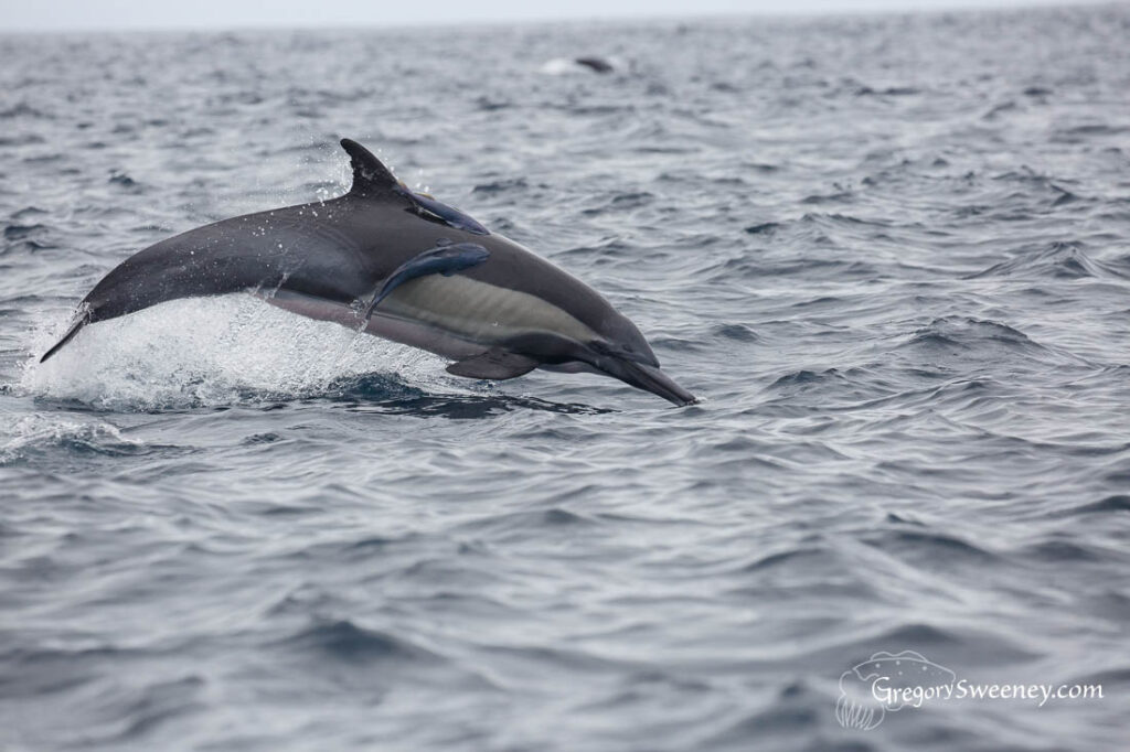 dolphin pod at Magdalena Bay Baja Mexico