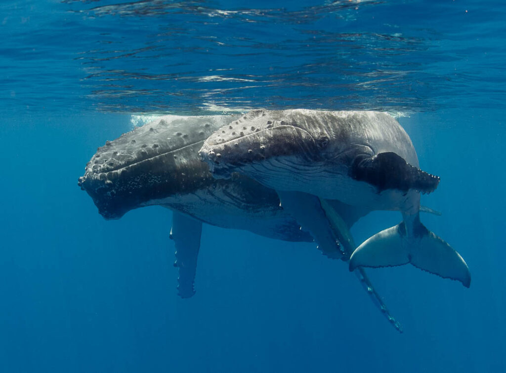 humpbacked whale snorkel Tahiti