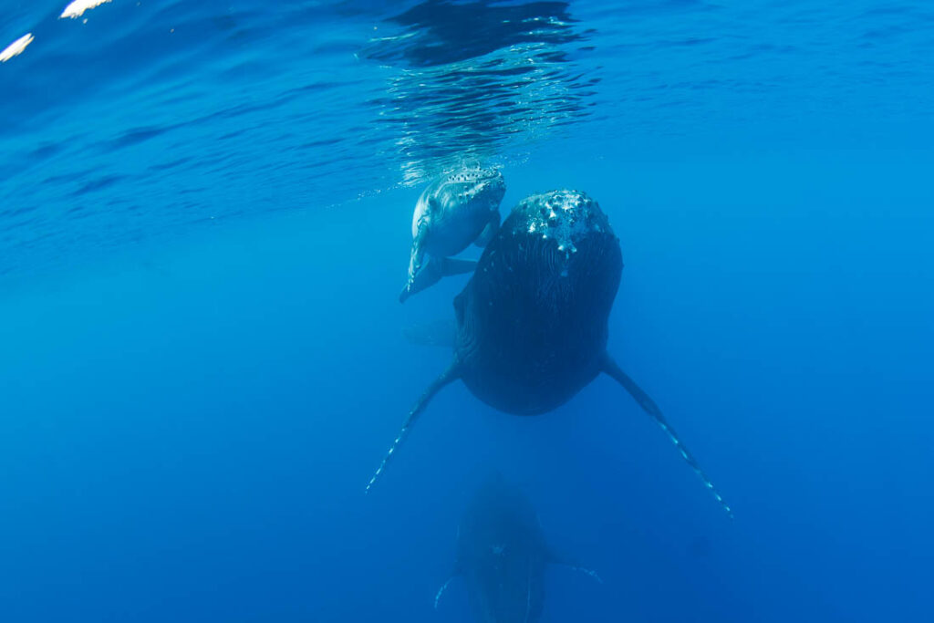 humpbacked whale snorkel Tahiti