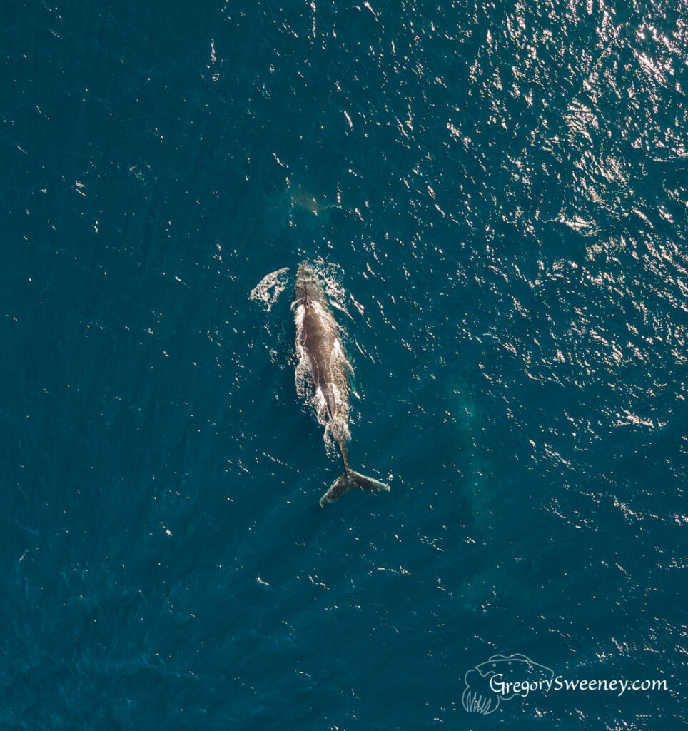 Baja Mexico Mag Bay Humpbacked whale