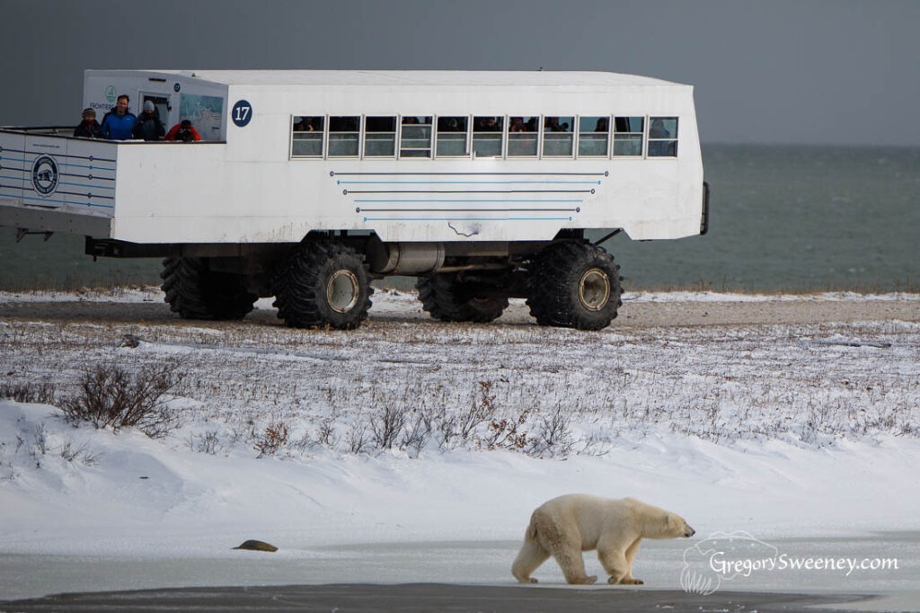 polar bear tundra tour