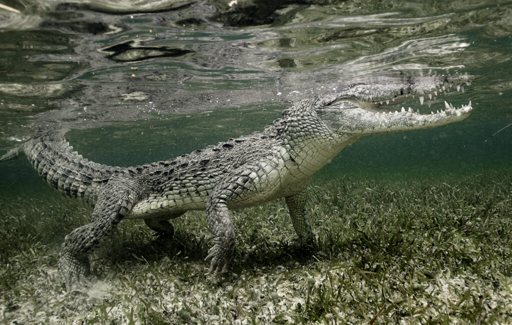 snorkel with American crocodiles