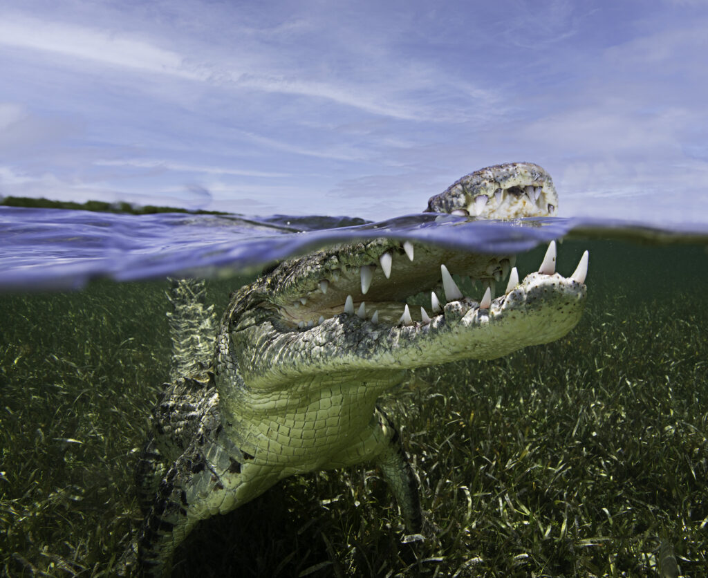 crocodiles in Chinchorro