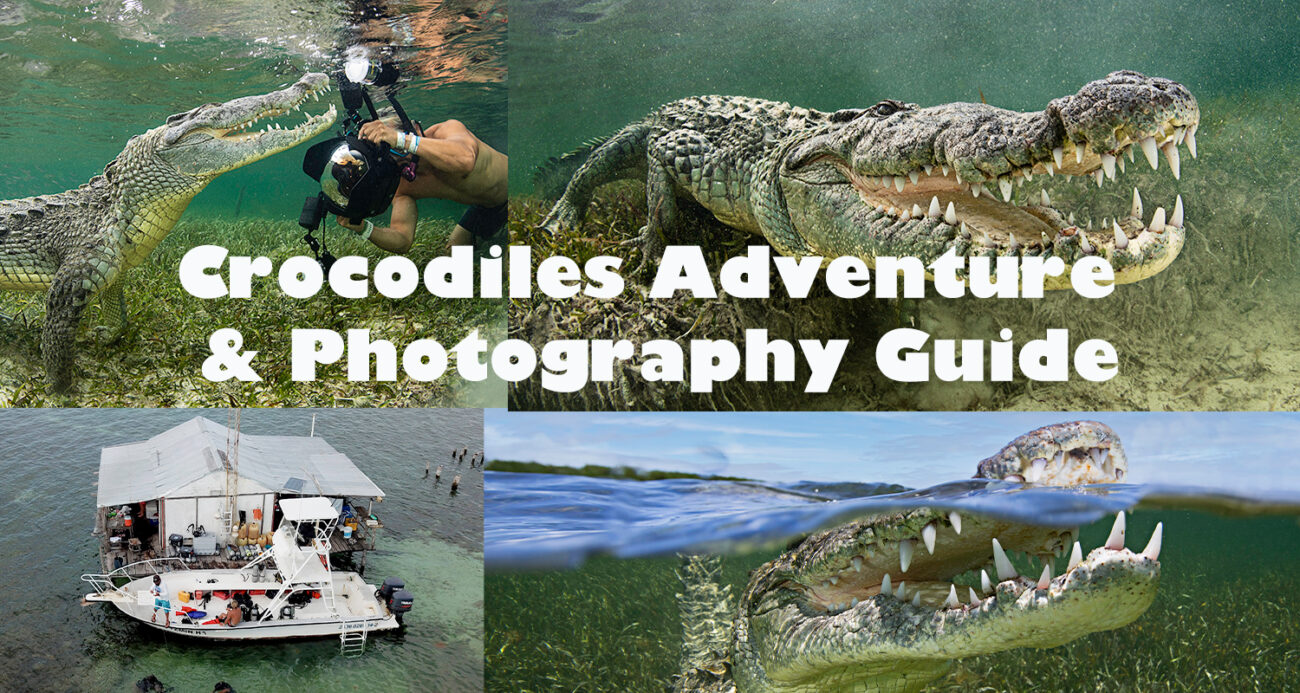 crocodiles in Mexico Trip and photography guide blog post