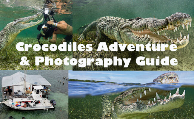 crocodiles in Mexico Trip and photography guide blog post