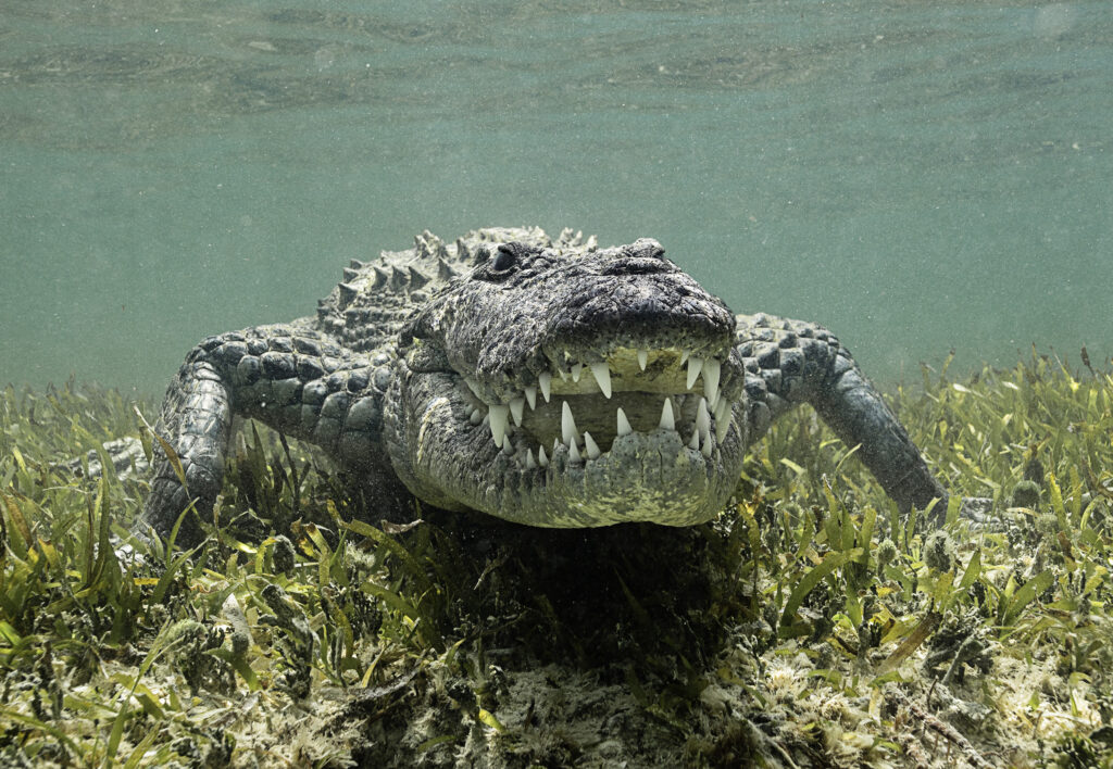 crocodile underwater photography guide