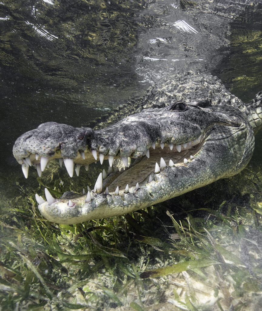 crocodile underwater photography guide