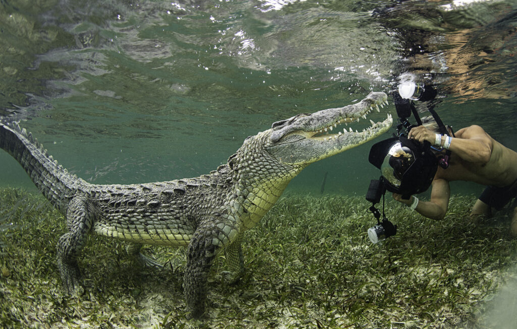 photographing Crocodiles in Chinchorro