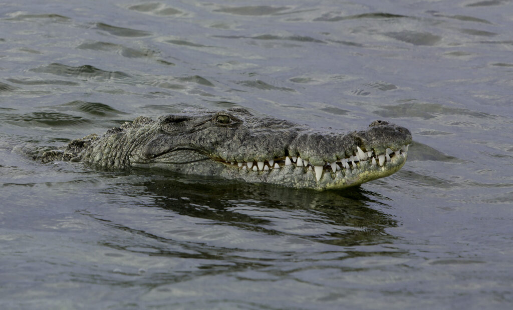 snorkel with American crocodiles in Mexico