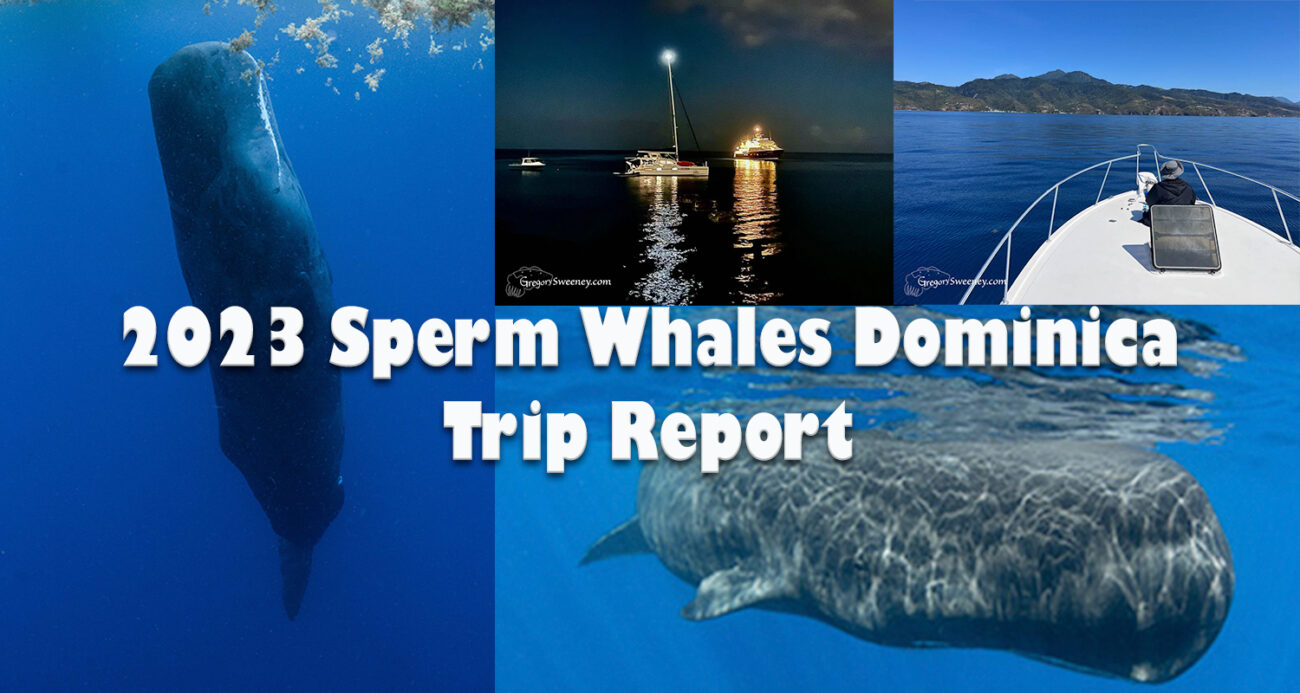 Sperm Whale Dominica snorkel trip